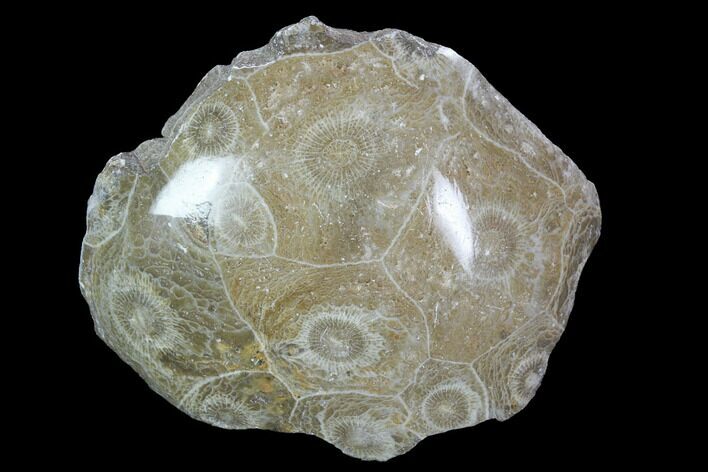 Polished Fossil Coral (Actinocyathus) - Morocco #100615